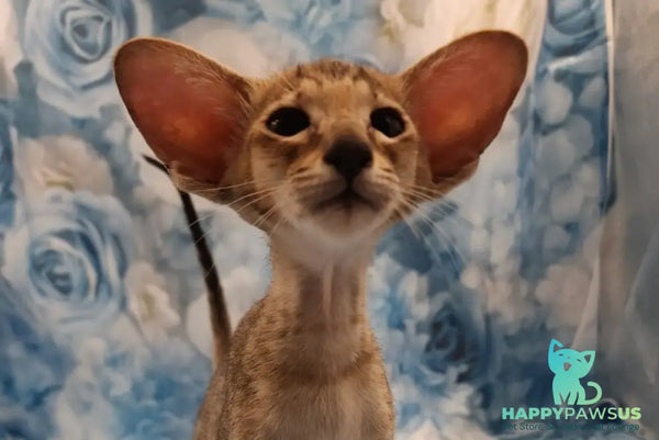 Pollyanna Oriental Shorthair female black tortie spotted tabby - live animals