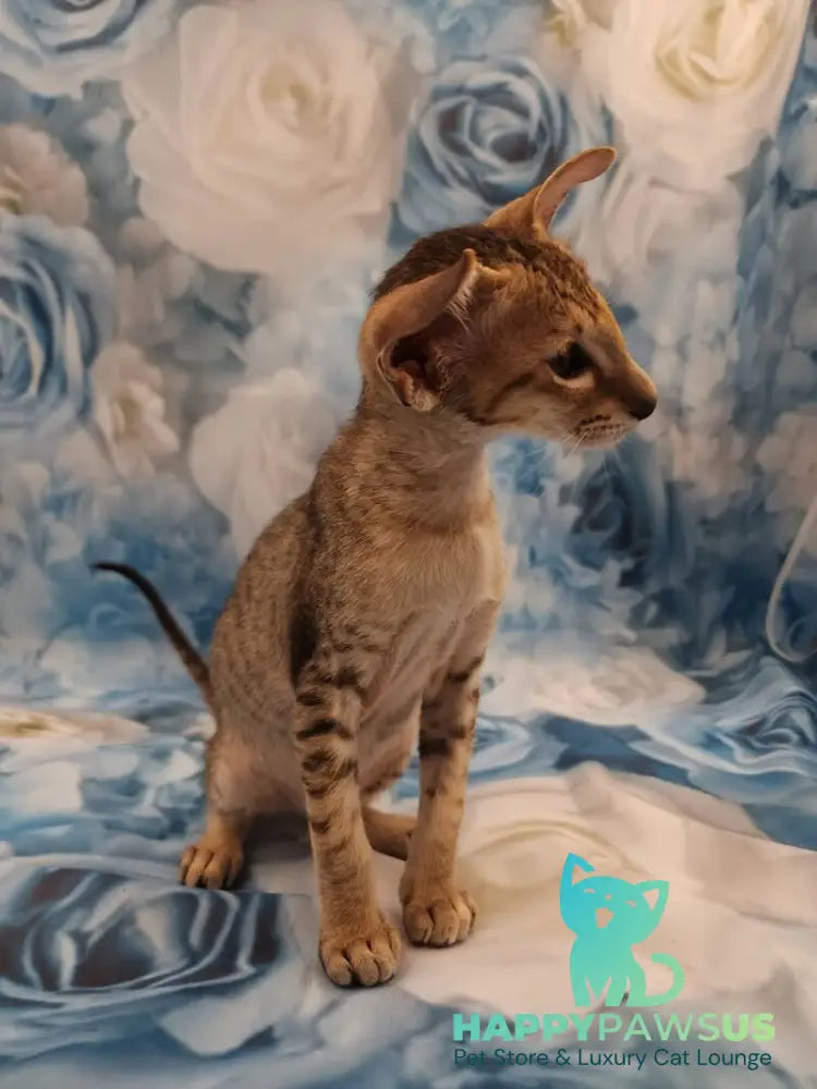 Pollyanna Oriental Shorthair female black tortie spotted tabby - live animals