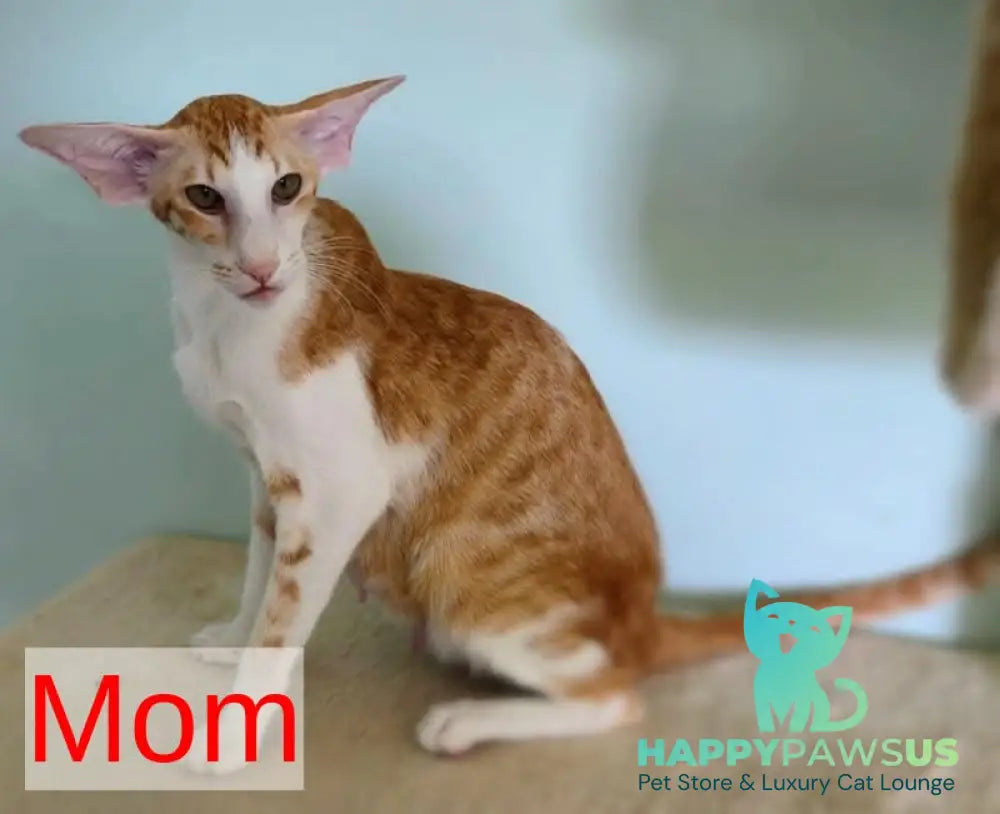 Pollyanna Oriental Shorthair female black tortie spotted tabby - live animals