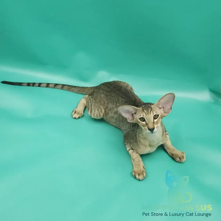 Pollyanna Oriental Shorthair female black tortie spotted tabby - live animals
