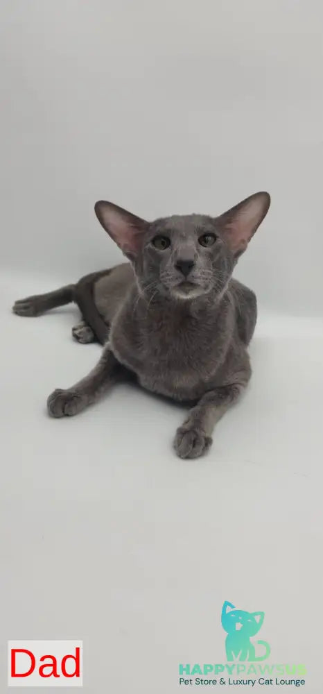 Pollyanna Oriental Shorthair female black tortie spotted tabby - live animals