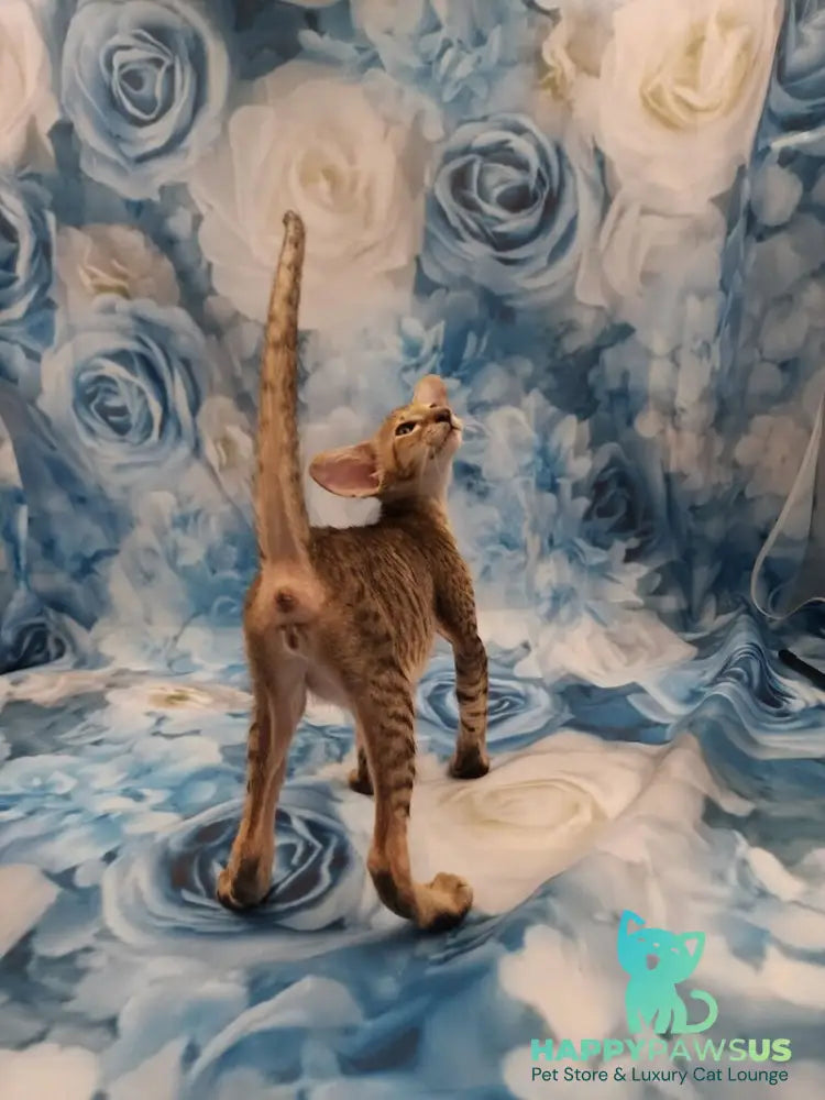 Pollyanna Oriental Shorthair female black tortie spotted tabby - live animals