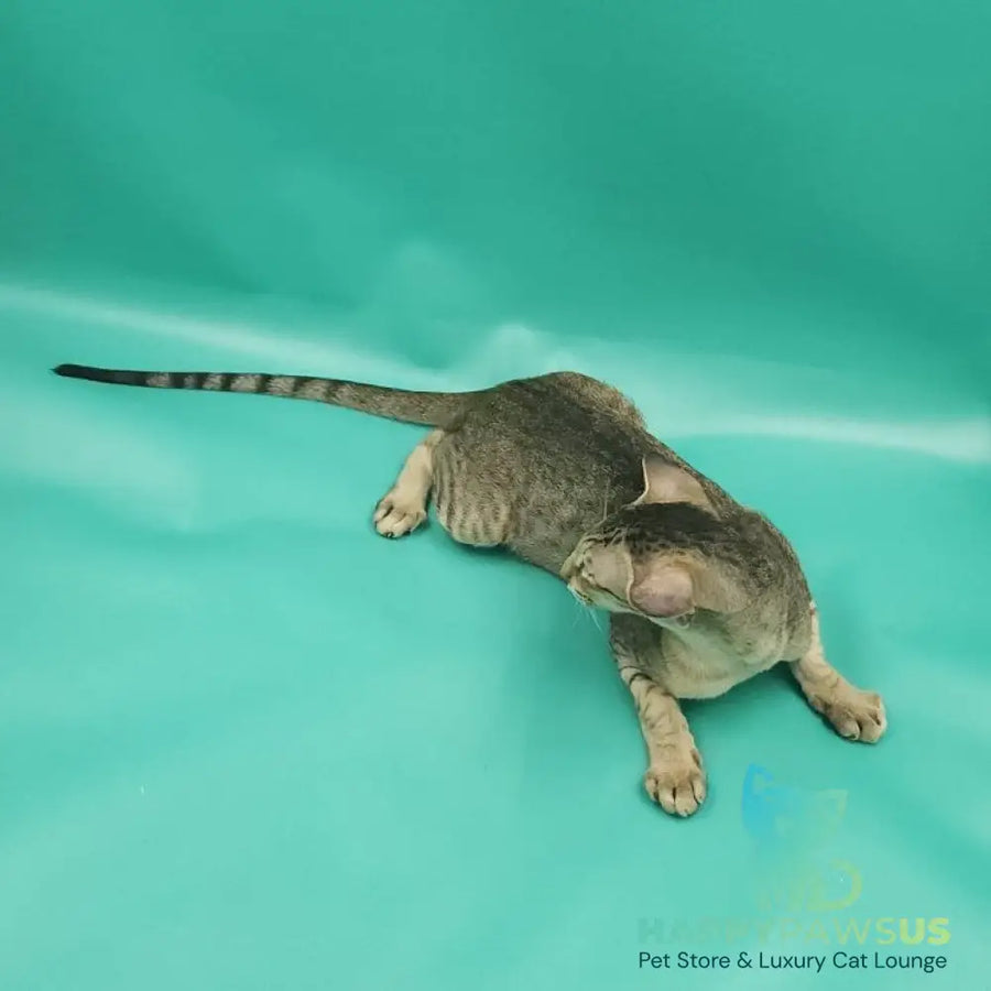 Pollyanna Oriental Shorthair female black tortie spotted tabby - live animals