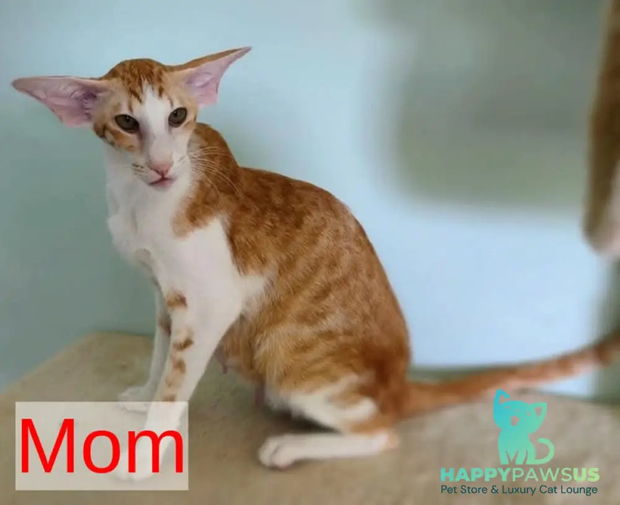Pollyanna Oriental Shorthair female black tortie spotted tabby - live animals