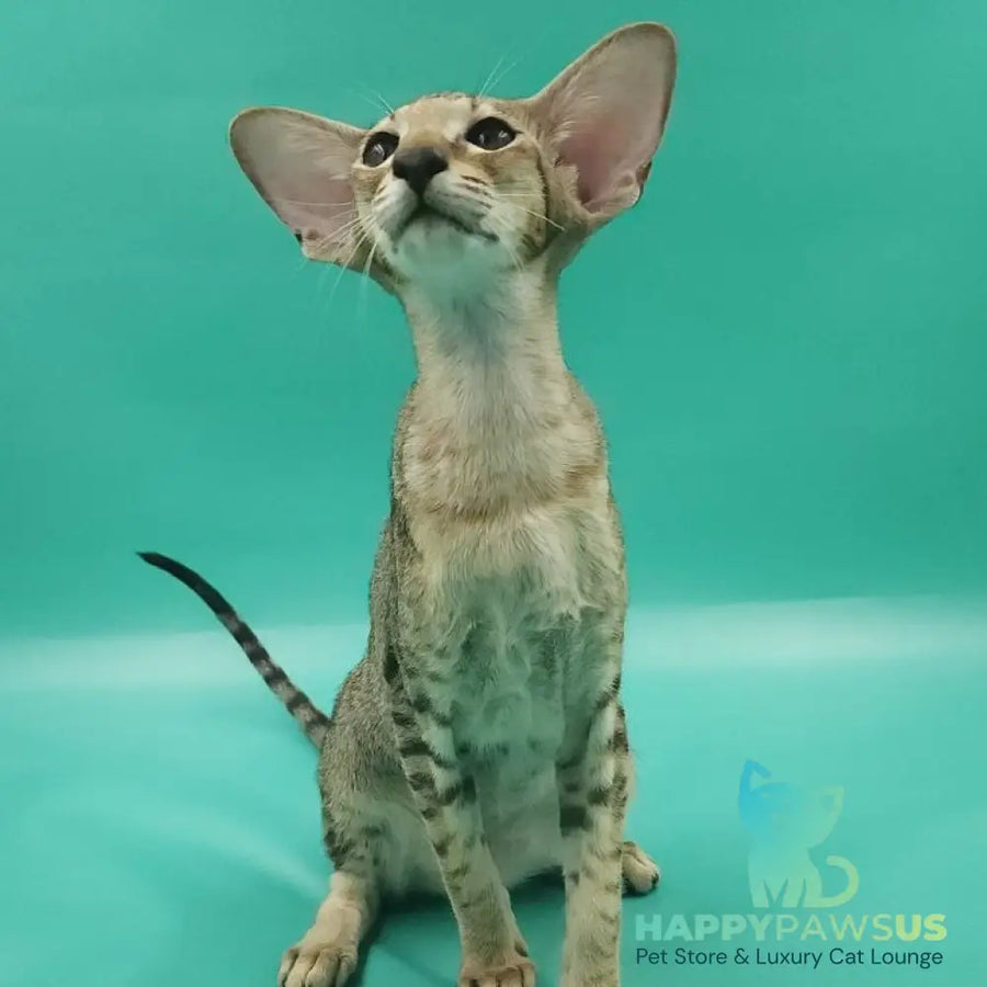 Pollyanna Oriental Shorthair female black tortie spotted tabby - live animals