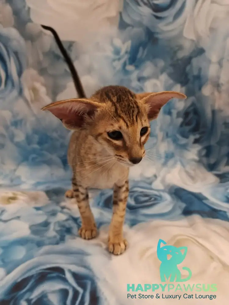 Pollyanna Oriental Shorthair female black tortie spotted tabby - live animals
