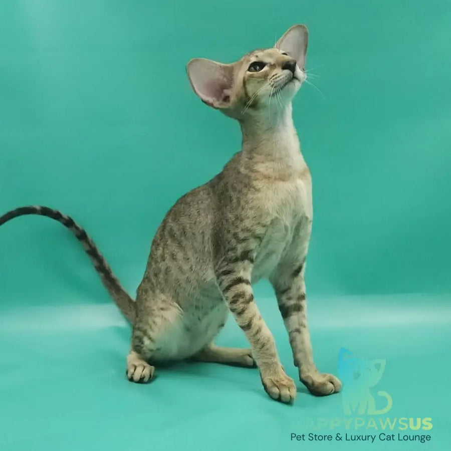 Pollyanna Oriental Shorthair female black tortie spotted tabby - live animals
