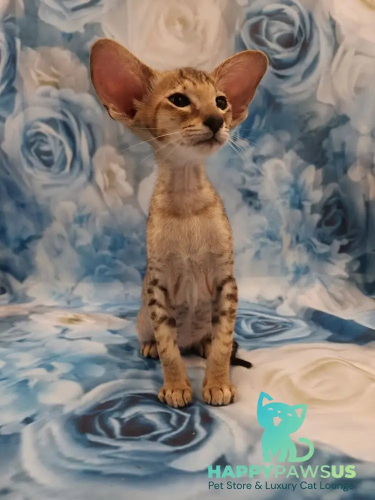 Pollyanna Oriental Shorthair female black tortie spotted tabby - live animals