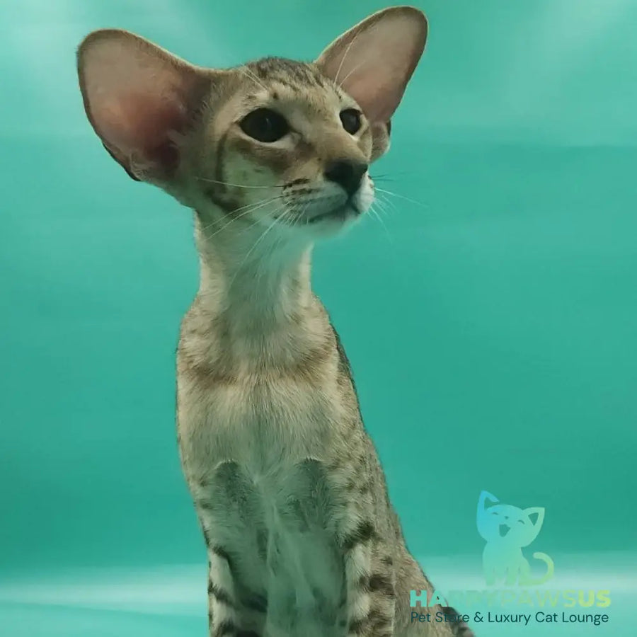 Pollyanna Oriental Shorthair female black tortie spotted tabby - live animals