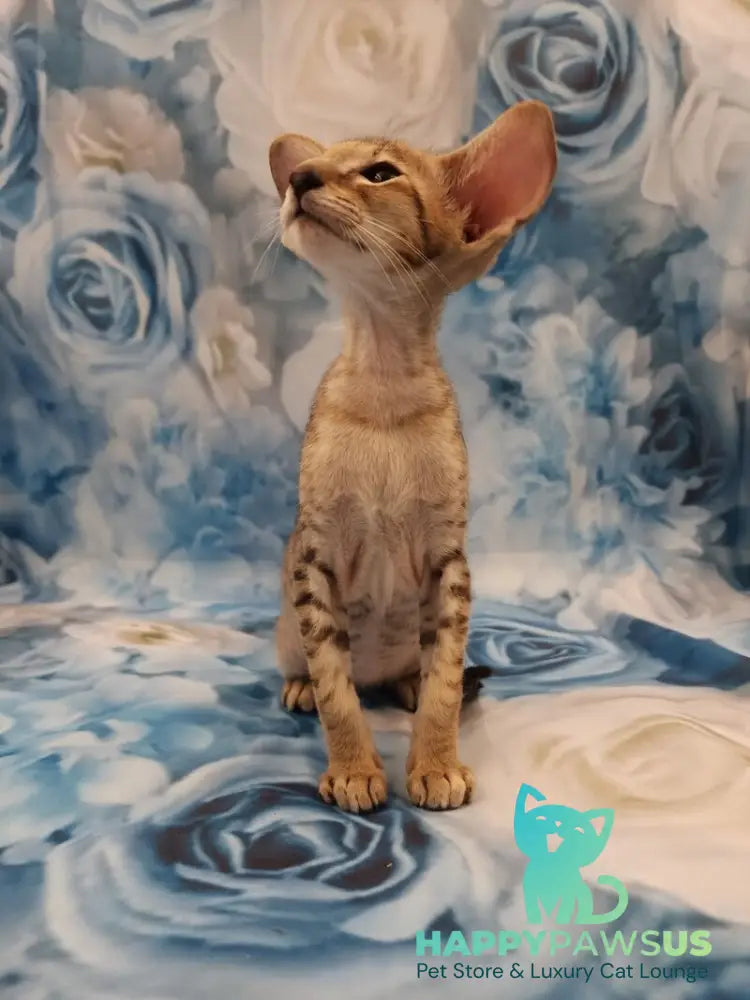 Pollyanna Oriental Shorthair female black tortie spotted tabby - live animals