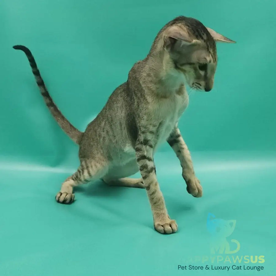 Pollyanna Oriental Shorthair female black tortie spotted tabby - live animals