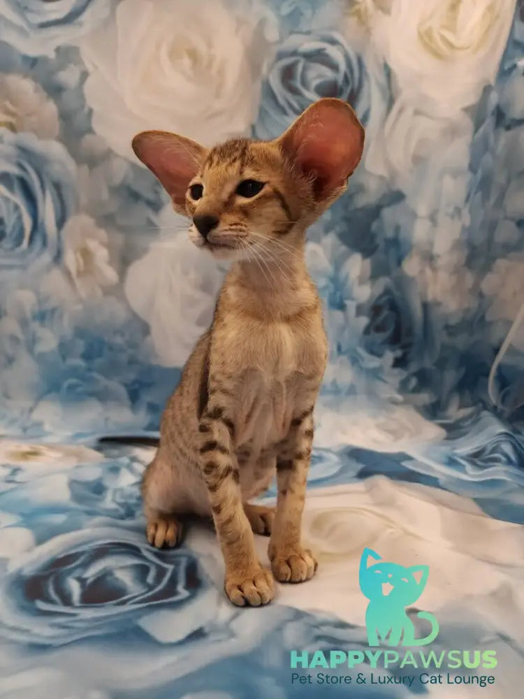 Pollyanna Oriental Shorthair female black tortie spotted tabby - live animals