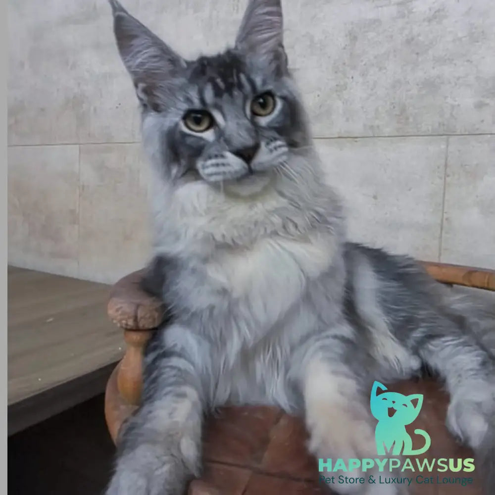 Pоlo Maine Coon male blue silver ticked tabby - live animals