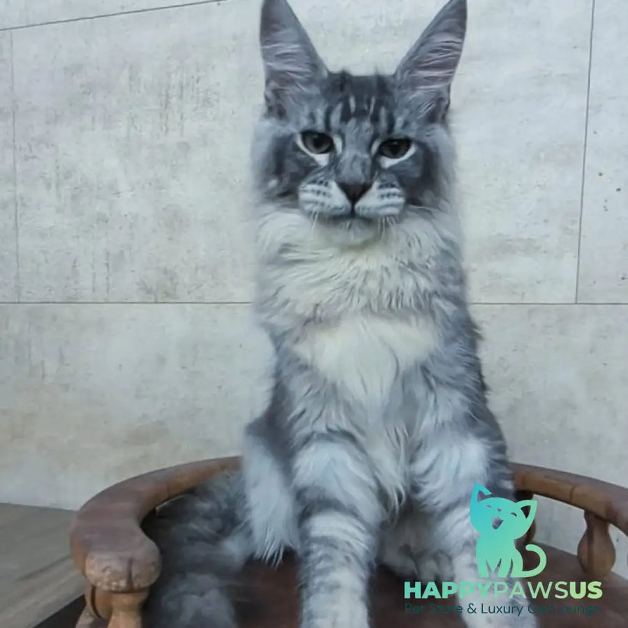 Pоlo Maine Coon male blue silver ticked tabby - live animals