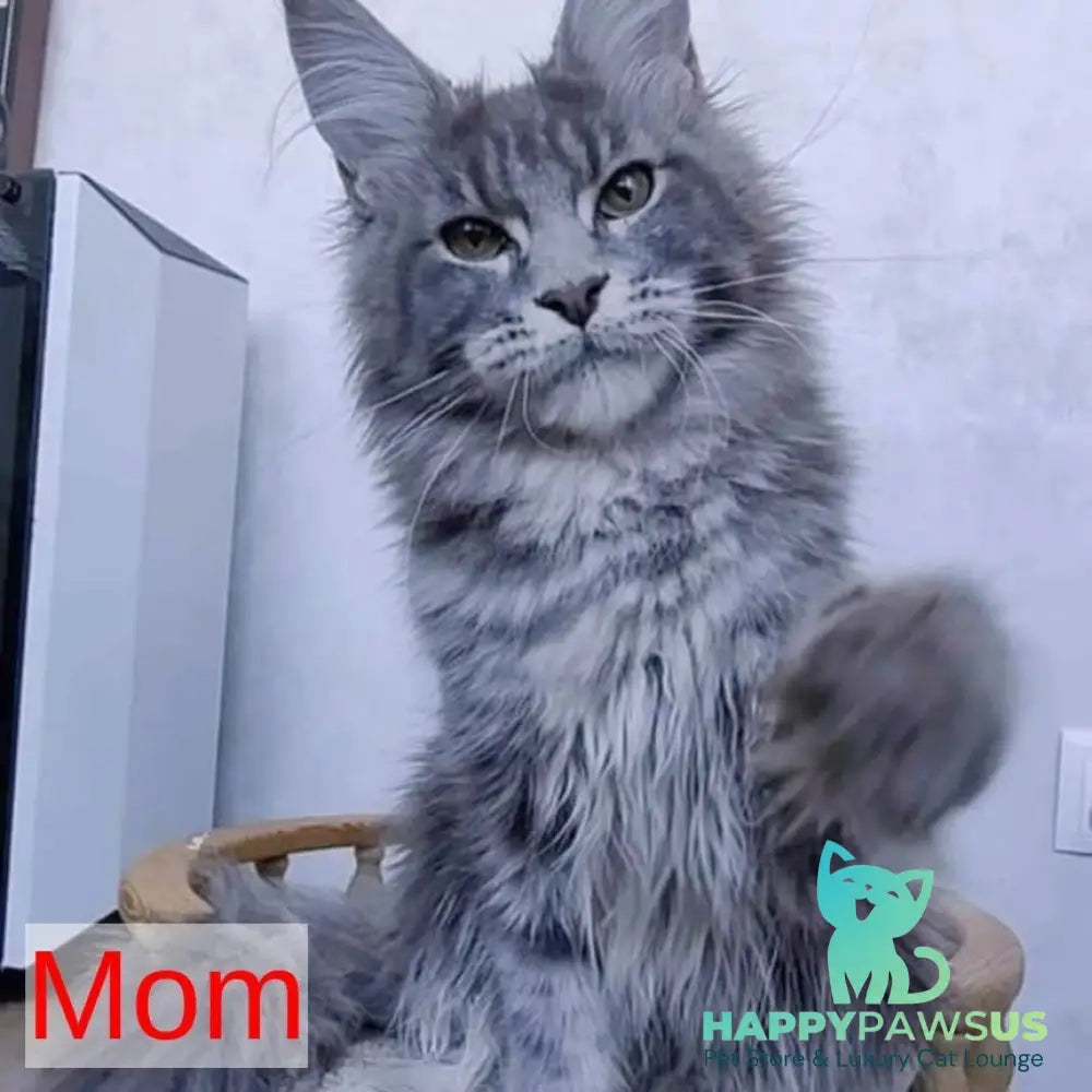 Pоlo Maine Coon male blue silver ticked tabby - live animals