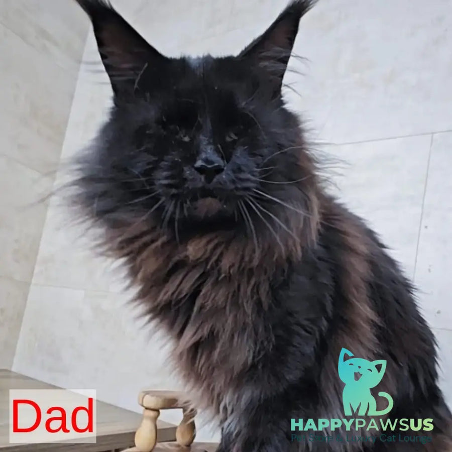 Pоlo Maine Coon male blue silver ticked tabby - live animals