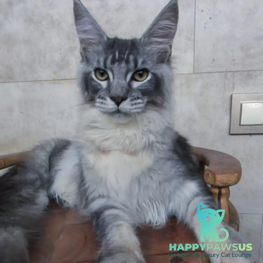 Pоlo Maine Coon male blue silver ticked tabby - live animals