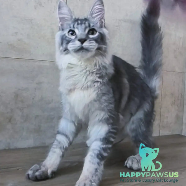 Pоlo Maine Coon male blue silver ticked tabby - live animals