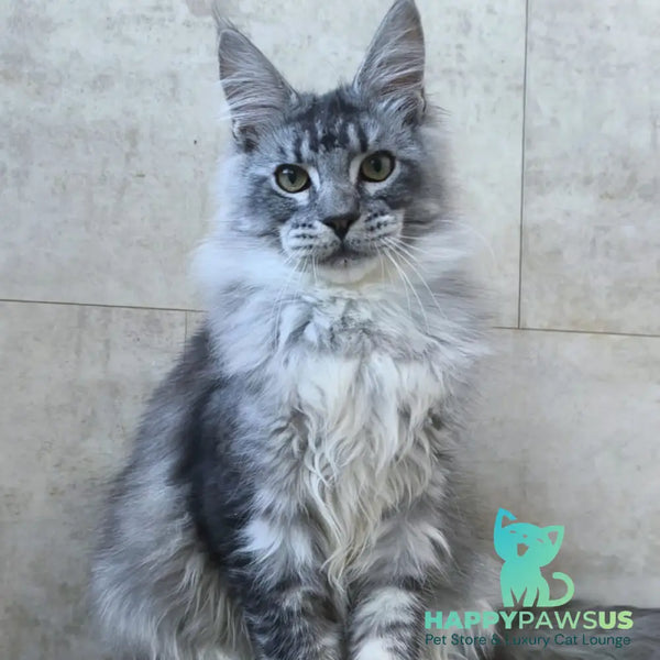 Polo Maine Coon male blue silver ticked tabby - live animals