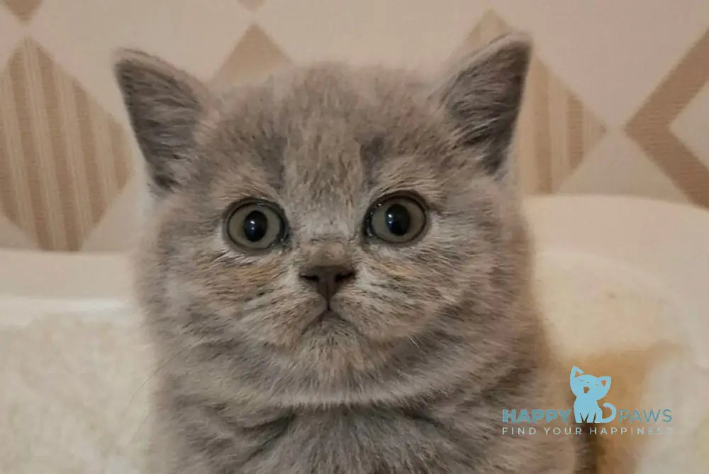 Poly British Shorthair female blue live animals