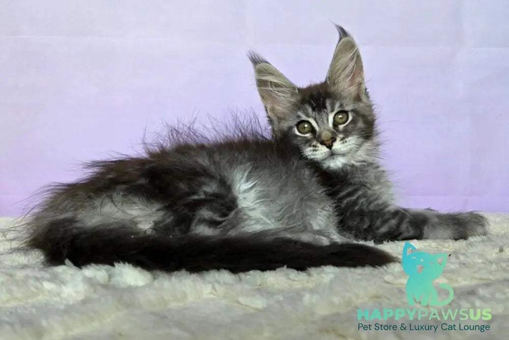 Pomona Maine Coon female black silver ticked tabby - live animals