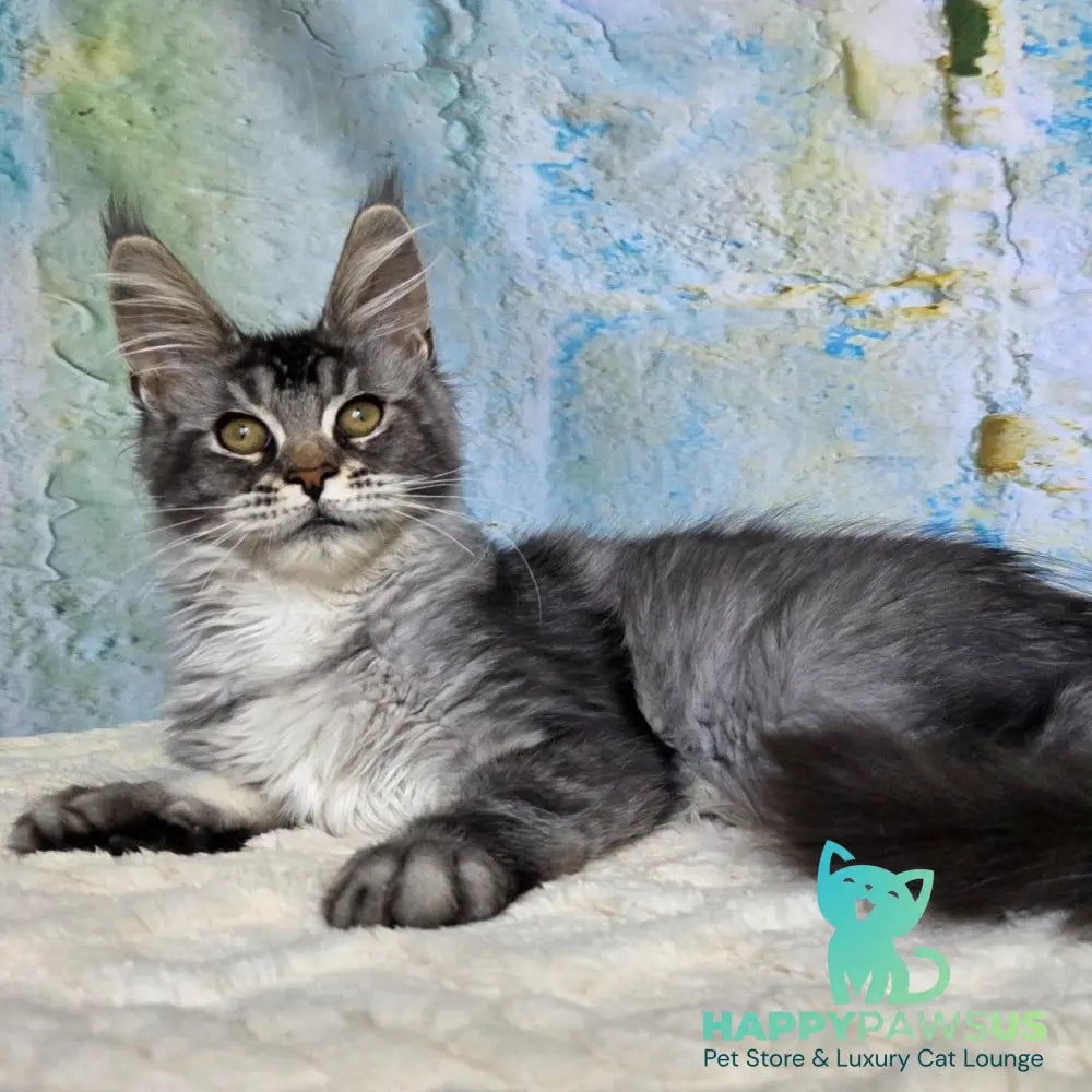 Pomona Maine Coon female black silver ticked tabby - live animals