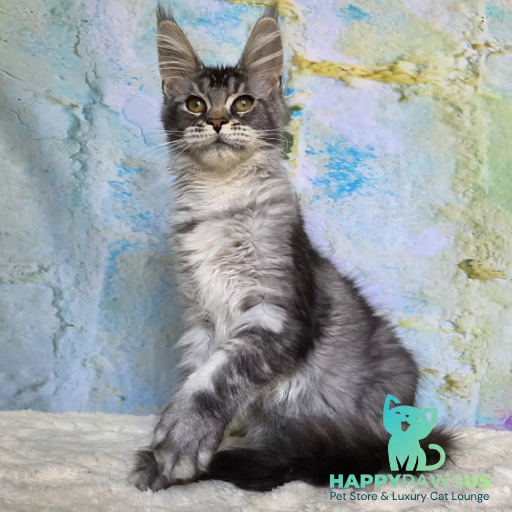 Pomona Maine Coon female black silver ticked tabby - live animals