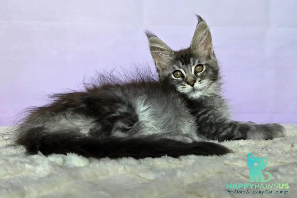 Pomona Maine Coon female black silver ticked tabby - live animals