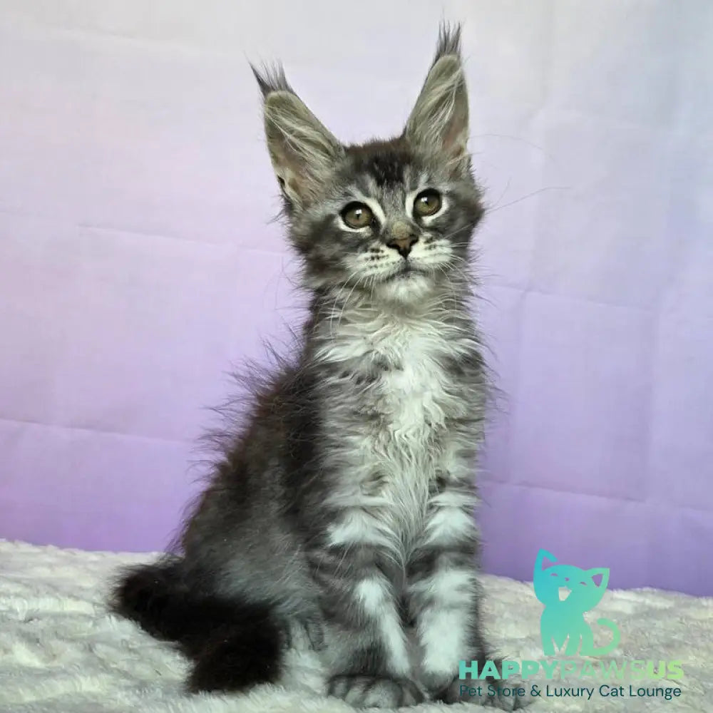 Pomona Maine Coon female black silver ticked tabby - live animals