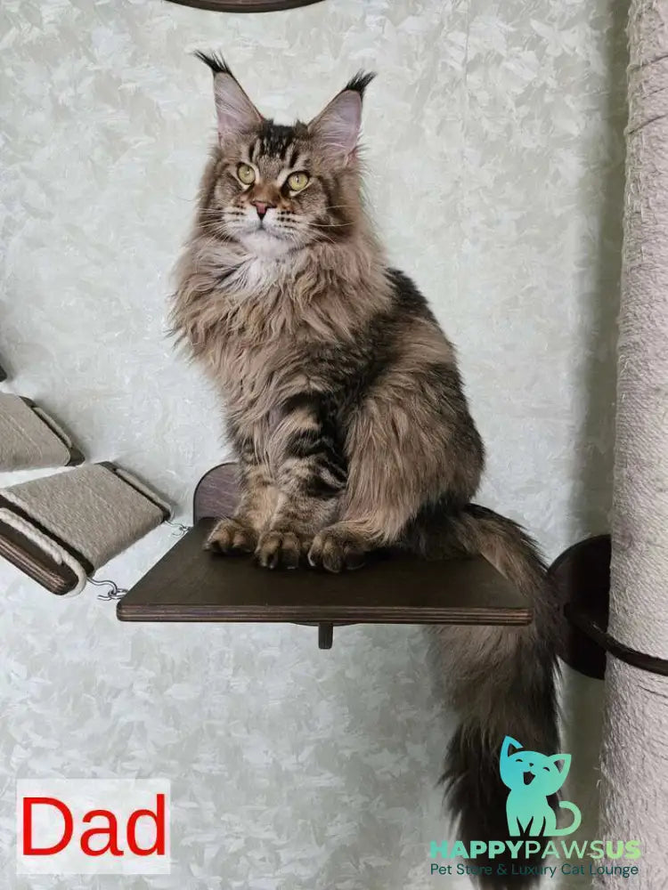 Pomona Maine Coon female black silver ticked tabby - live animals