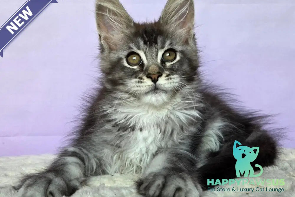 Pomona Maine Coon female black silver ticked tabby - live animals