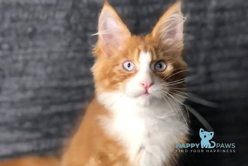Pompey Maine Coon male red bicolour live animals