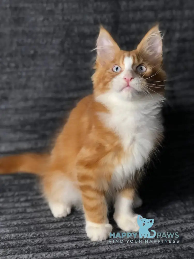 Pompey Maine Coon male red bicolour live animals