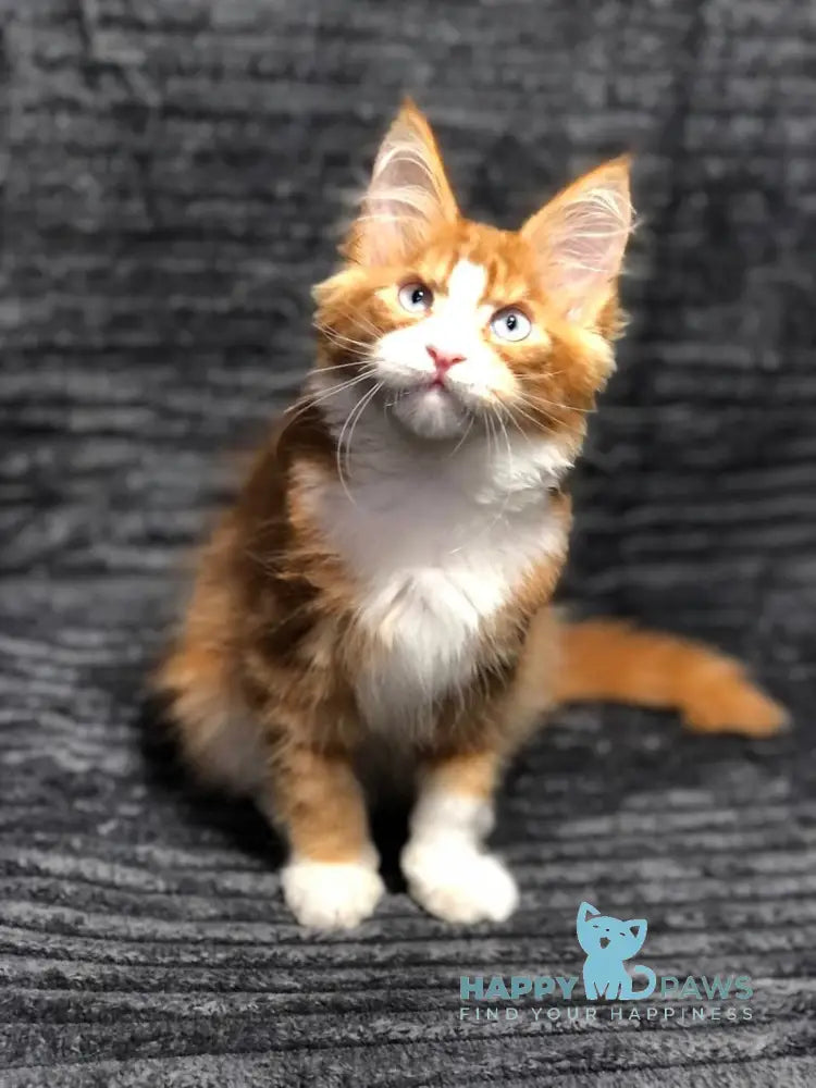 Pompey Maine Coon male red bicolour live animals