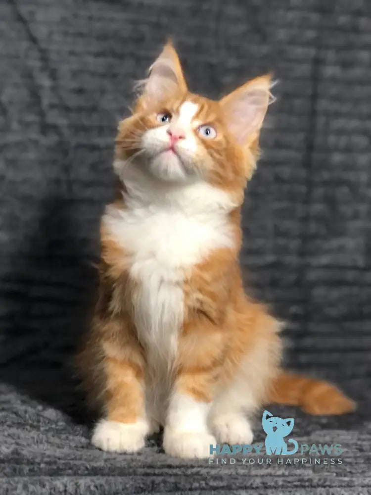 Pompey Maine Coon male red bicolour live animals