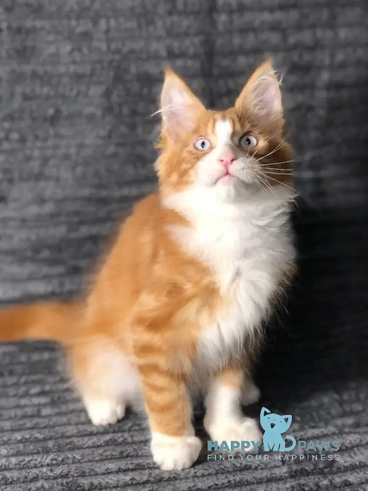 Pompey Maine Coon male red bicolour live animals