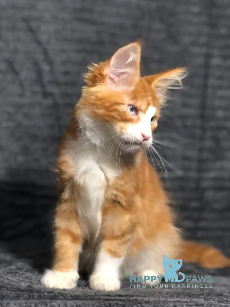 Pompey Maine Coon male red bicolour live animals