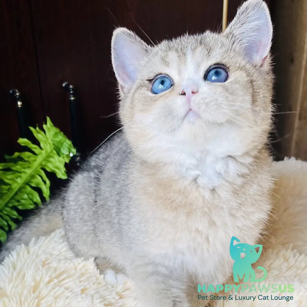 Pompon British Shorthair male black golden ticked tabby with white - live animals