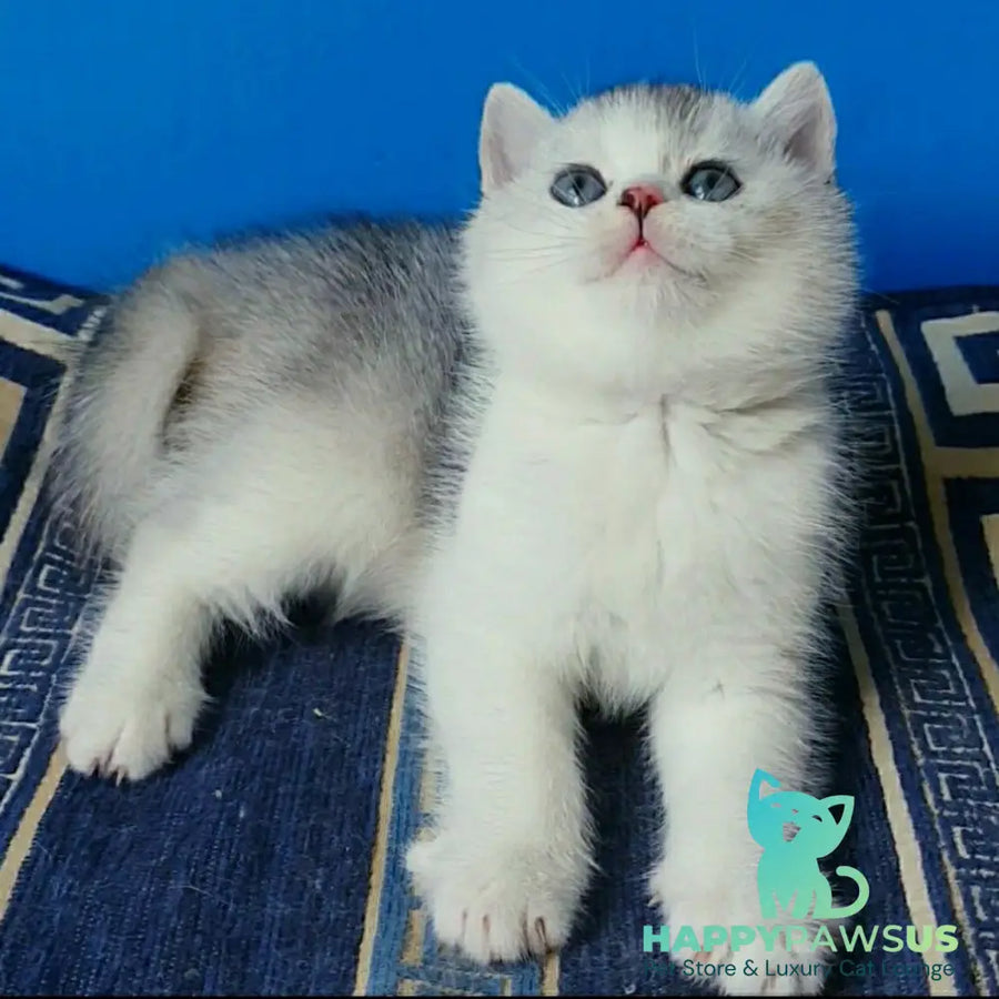 Pompon British Shorthair male black silver ticked tabby bicolour - live animals