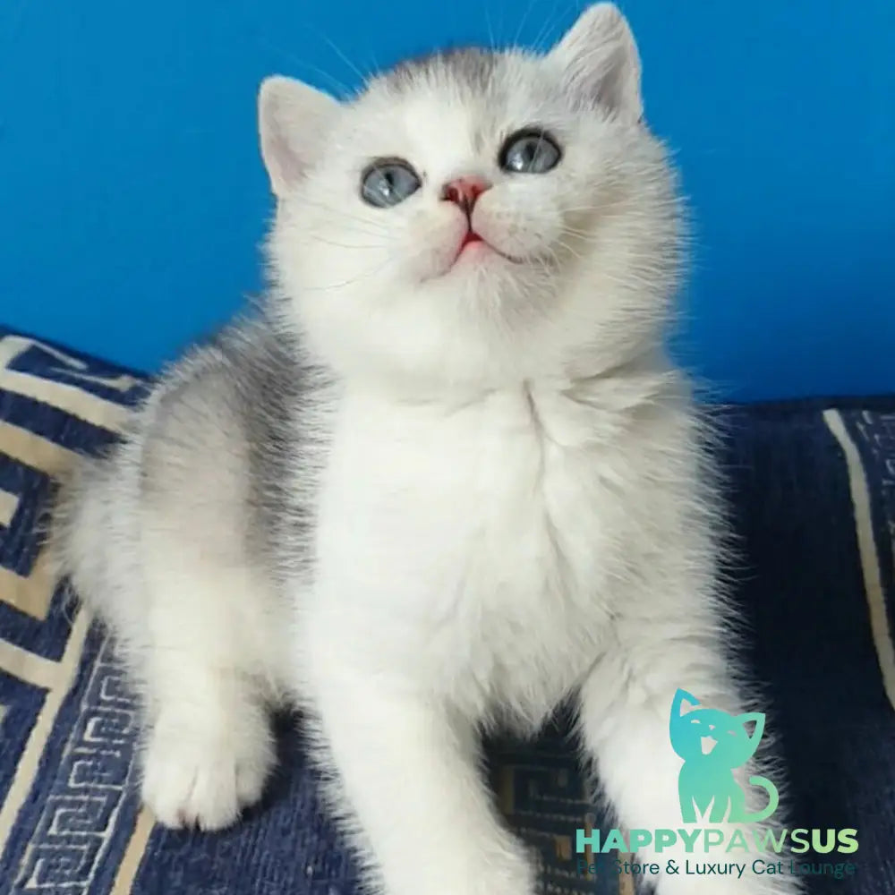 Pompon British Shorthair male black silver ticked tabby bicolour - live animals