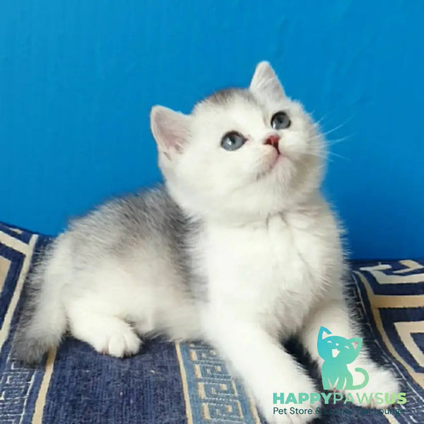 Pompon British Shorthair male black silver ticked tabby bicolour - live animals
