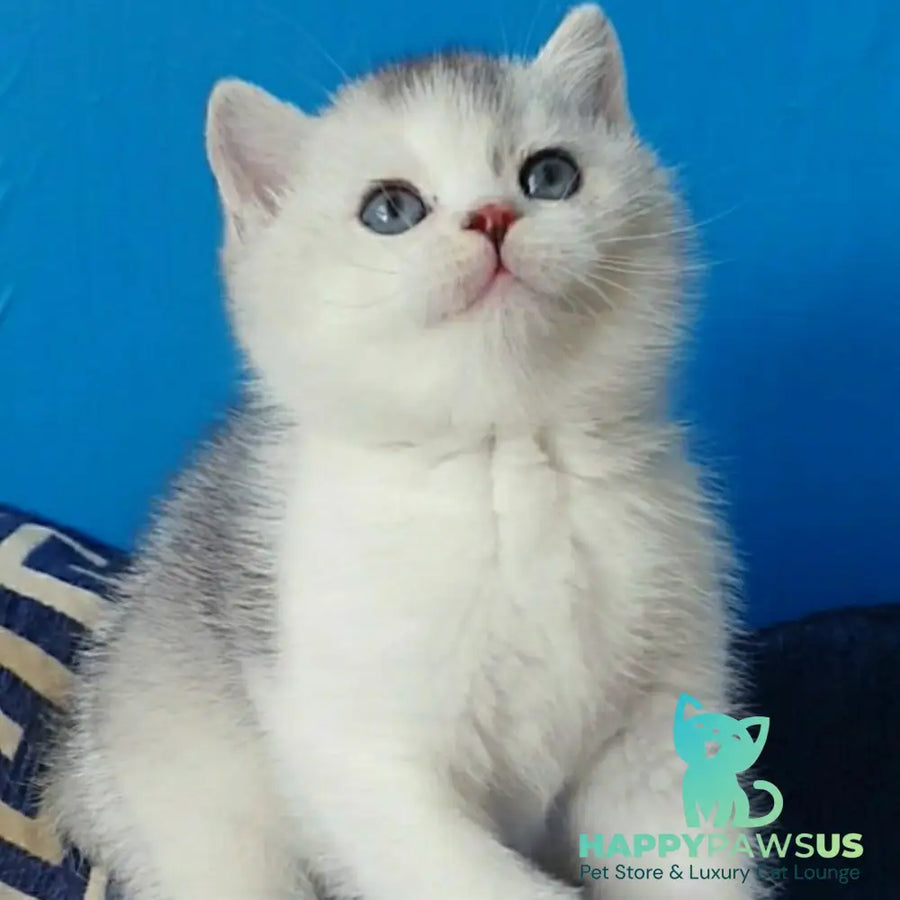 Pompon British Shorthair male black silver ticked tabby bicolour - live animals