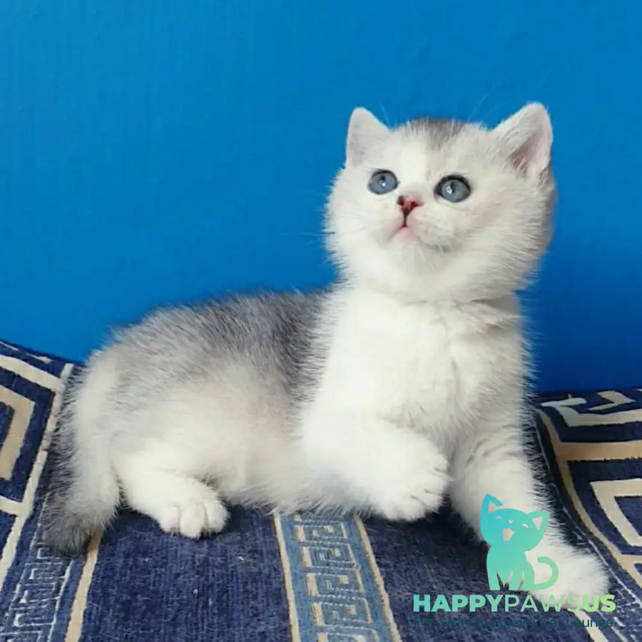 Pompon British Shorthair male black silver ticked tabby bicolour - live animals