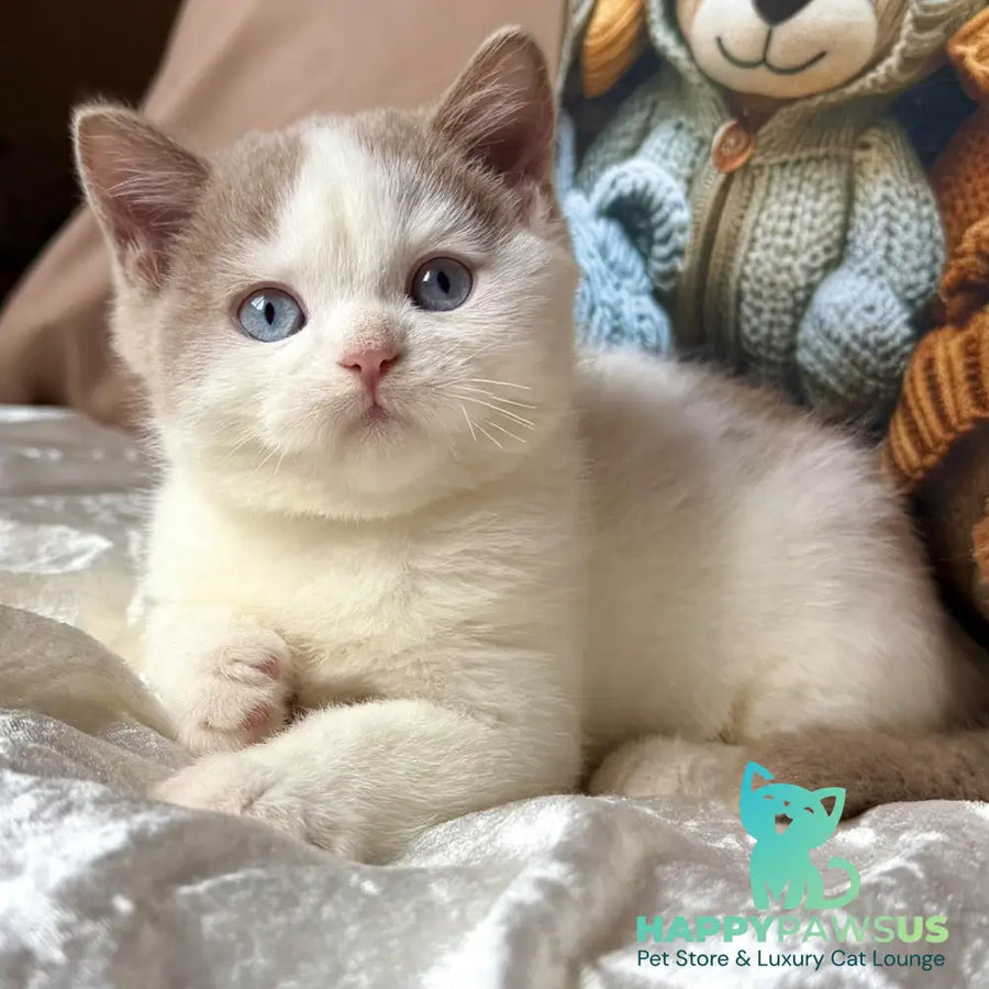 Pompon British Shorthair male fawn bicolour - live animals