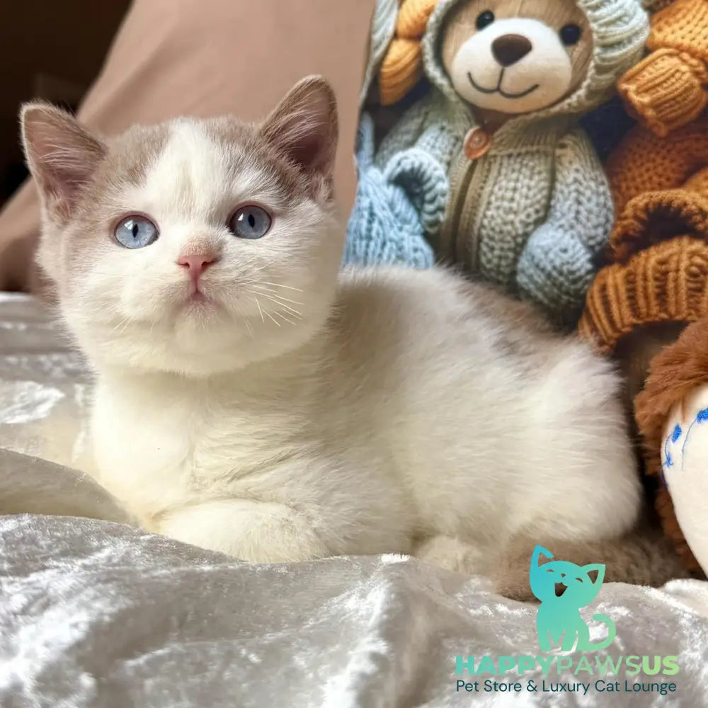 Pompon British Shorthair male fawn bicolour - live animals