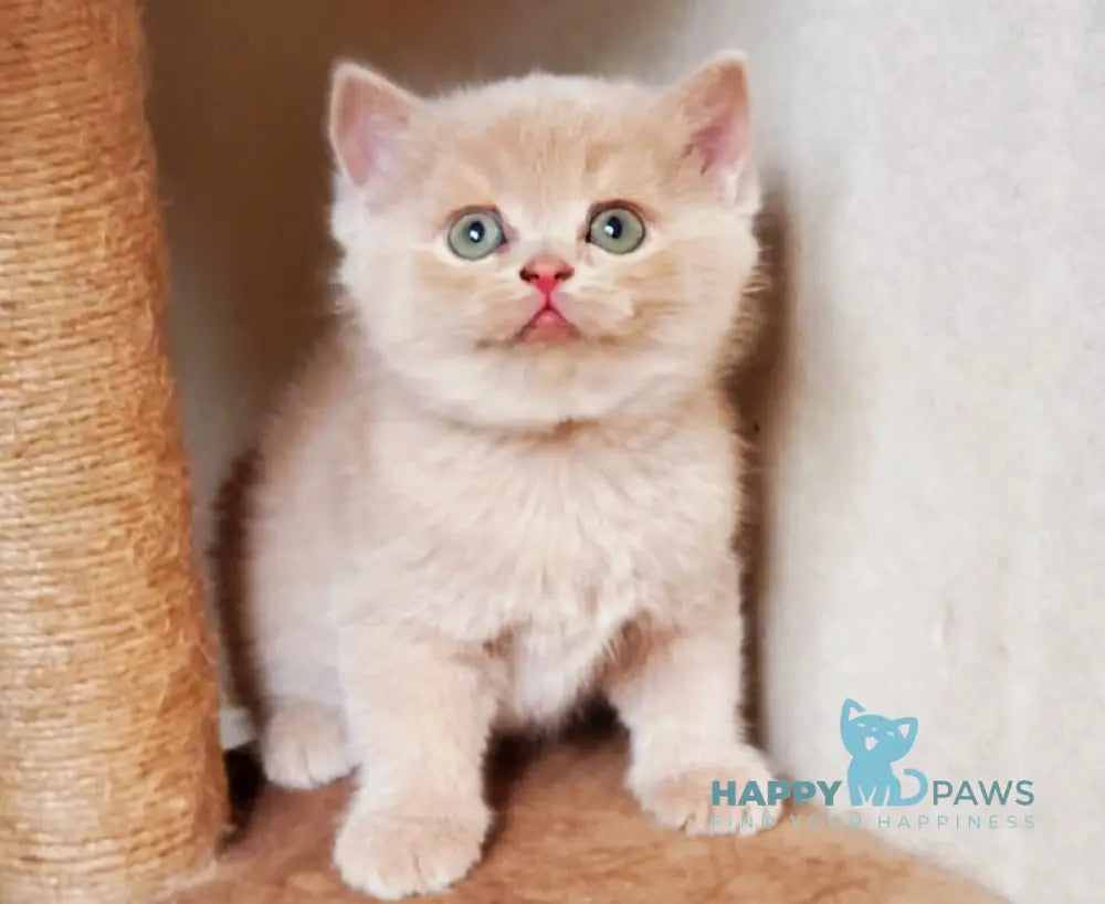 Pomponella British Shorthair female fawn live animals