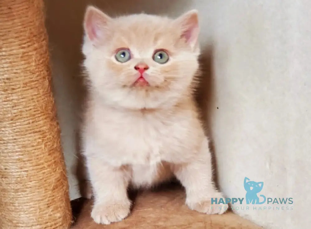 Pomponella British Shorthair female fawn live animals
