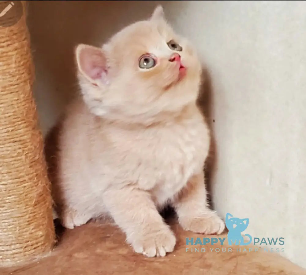Pomponella British Shorthair female fawn live animals