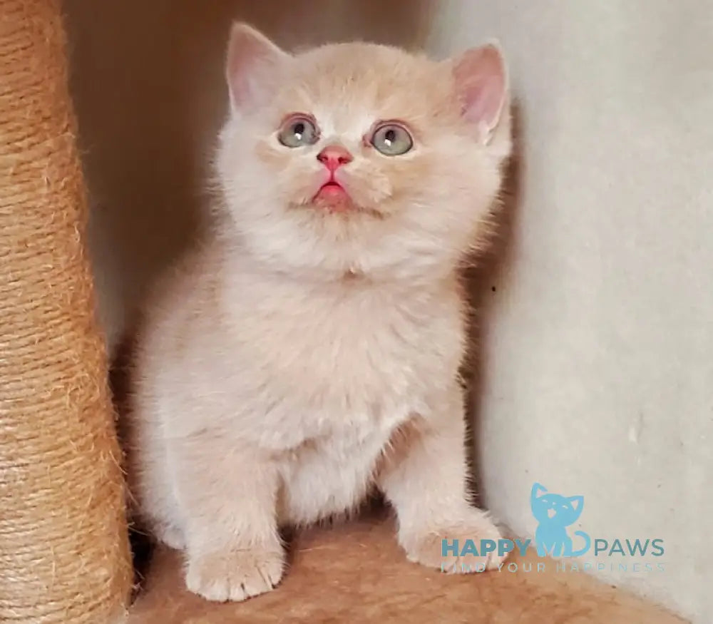 Pomponella British Shorthair female fawn live animals