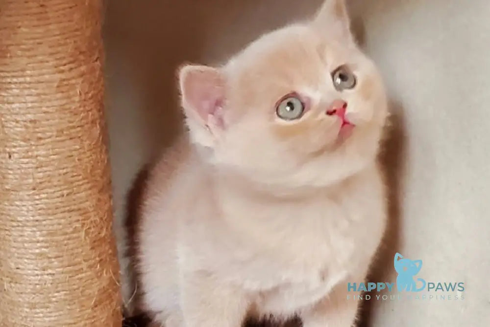 Pomponella British Shorthair female fawn live animals
